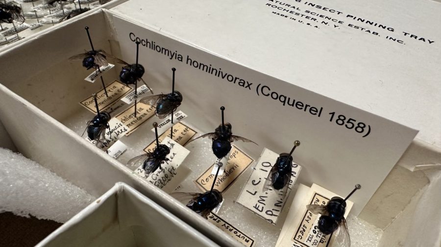 “USDA Confirms Second Screwworm Fly Case in Texas: Urgent Action Needed to Protect Cattle” “USDA Confirms Second Screwworm Fly Case in Texas: Urgent Action Needed to Protect Cattle”